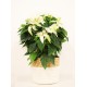 Poinsettia  blanca